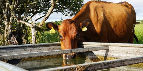Organic farm drinking fresh water from a trough in summer