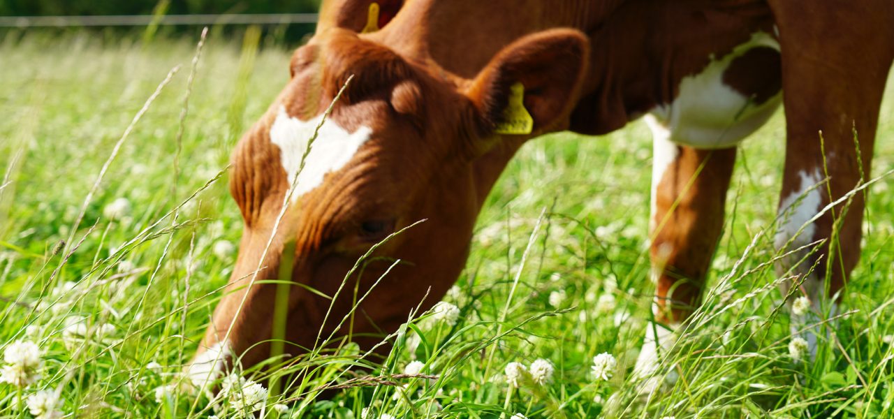 What is Pasture Fed?  Torpenhow Organic Cheese, Cumbria