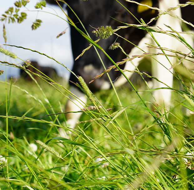 What is Pasture Fed?  Torpenhow Organic Cheese, Cumbria