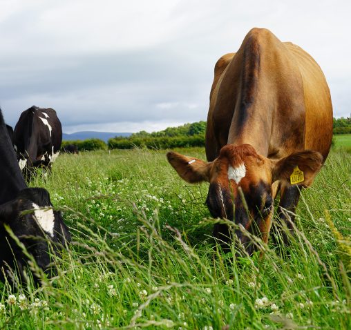 Organic Milk, Cheese & Butter, A Happy Herd