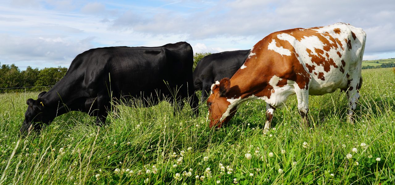 What is Pasture Fed?  Torpenhow Organic Cheese, Cumbria