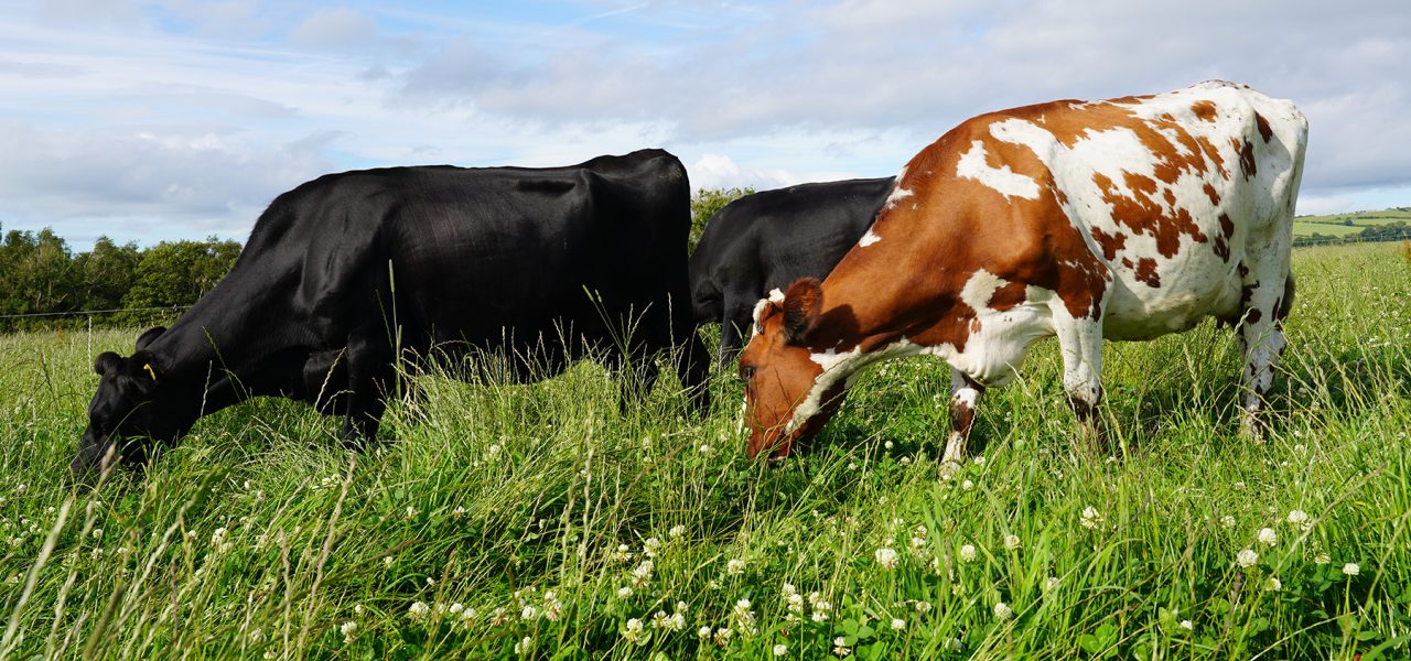 The Benefits of Milk from Grass-Fed Cows