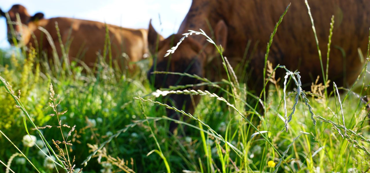 What is Pasture Fed?  Torpenhow Organic Cheese, Cumbria