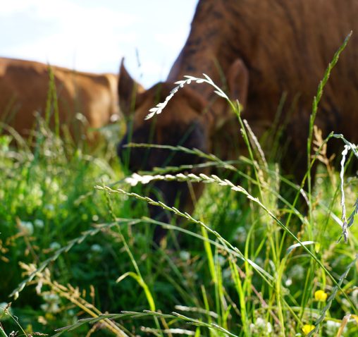 What is Pasture Fed?  Torpenhow Organic Cheese, Cumbria