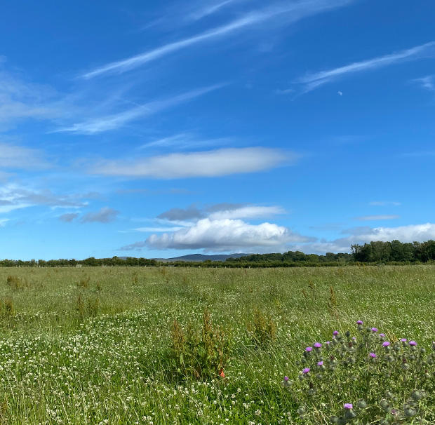 What is Pasture Fed?  Torpenhow Organic Cheese, Cumbria